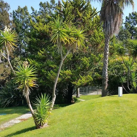 Magnolia Sobreda